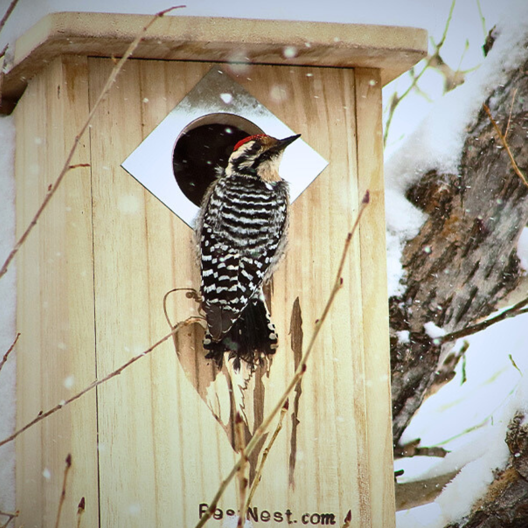 BestNest classic woodpecker house with multiple entry holes, perfect for three woodpecker species